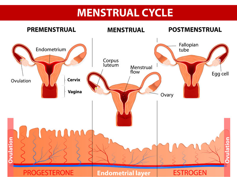 day-1-of-your-menstrual-cycle-familyeducation